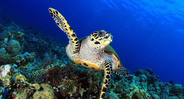 plongée Bunutan, plongée dérivante, tortue marine, tortue imbriquée