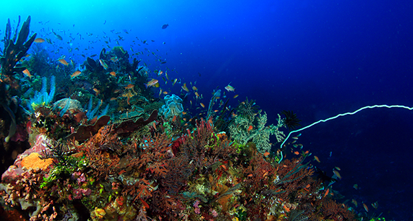 Reef, coral reef, diving indonesia, seabeds, underwater slope, deep dive