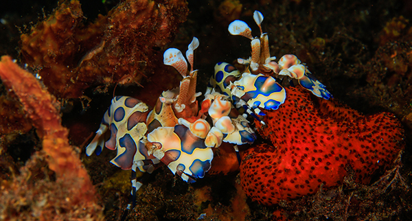 plongée macro, crevette arlequin, plongée Seraya, photographie sous-marine