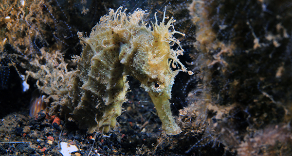 Batu niti, sea horse, macro diving, macro dive spot, dive spot bali, diving photography