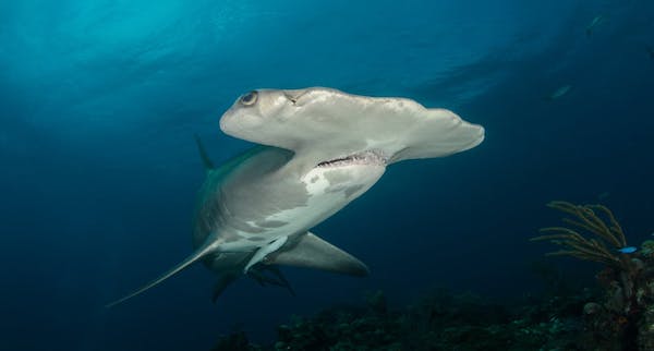 requin marteau, sphyrna Lewini, scooter sous-marin, plongée technique