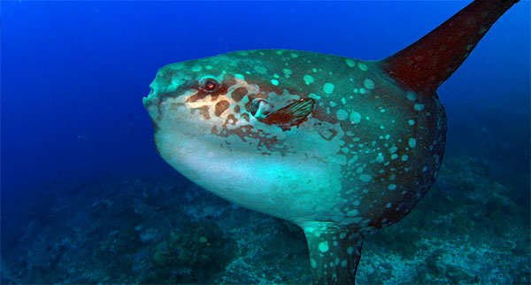 Mola mola, tempat menyelam terbaik, ikan matahari