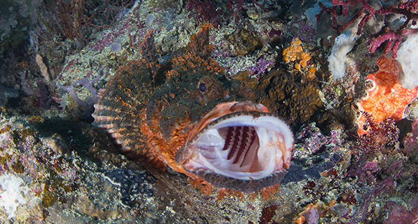 Jemeluk, scorpionfish, open water bali, iantd courses, tech dive