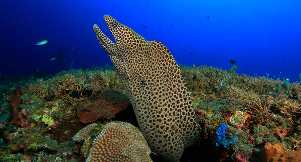 murène léopard, récif, Batu Ringgit, plongée Bali