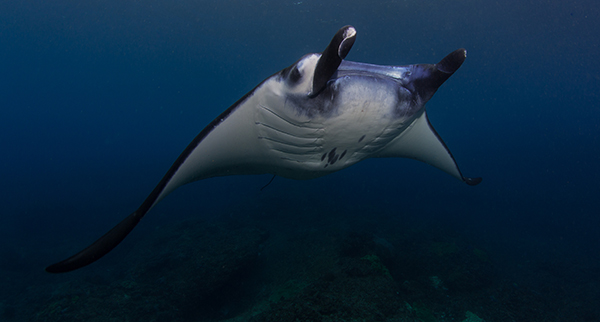 manta ray, Nusa Penida