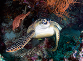 diving with turtles, sea turtles, amed diving, diving tulamben, lipah beach, jemeluk 