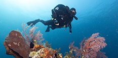 bali fish, technical diving, snorkeling amed, diving course