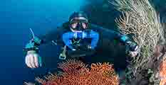 buceo en Bali, arrecife, pez globo