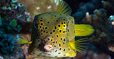 poisson coffre jaune, plongée récréative, récif amed, snorkeling jemeluk