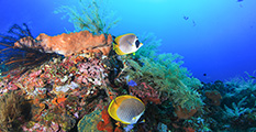Récif coloré, récif corallien, poissons récif, plongée amed