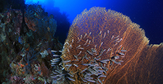 gorgonia, corales, arrecife de coral, buceo en indonesia