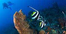 Colored reef, moral reef, reef fishes, amed diving