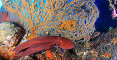 dive, corals, reef, diving amed, dive center tulamben, big octopus 