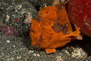 Frogfish rouge, plongée macro, plongée technique, plongée amed