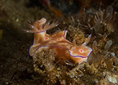 nudibranches, plongée nudibranches, nudibranche bali, plongée amed