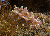 nudibranchs, amed, diving bali, diving center bali, dive center