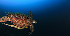 green turtle, turtle dive, turtle bali, dive with turtles 